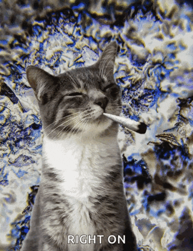 a cat is smoking a cigarette with the words right on written below it