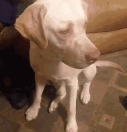 a white dog is standing on its hind legs on a tile floor .