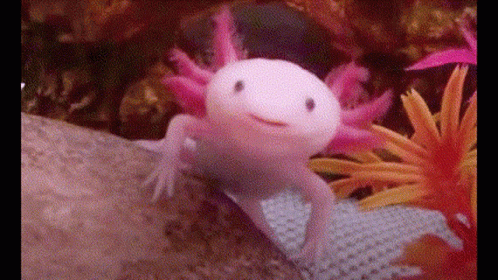 Axolotl Pop Cat GIF - Axolotl Pop Cat GIFs