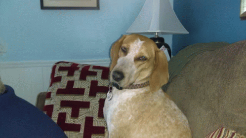 Dog Exhasperated With Me GIF - Dog Exhasperated With Me GIFs