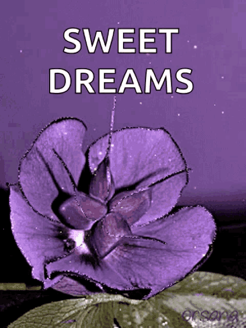 a purple flower with the words sweet dreams written on it