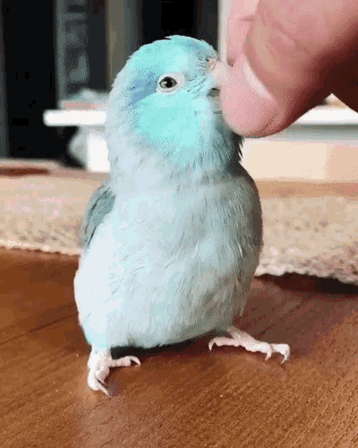 Cute Bird GIF