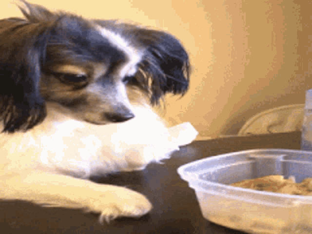 a small brown and white dog laying on a table next to a plastic container of food
