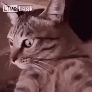 Trippy Cat GIF - Cat Nip Cat Dizzy GIFs
