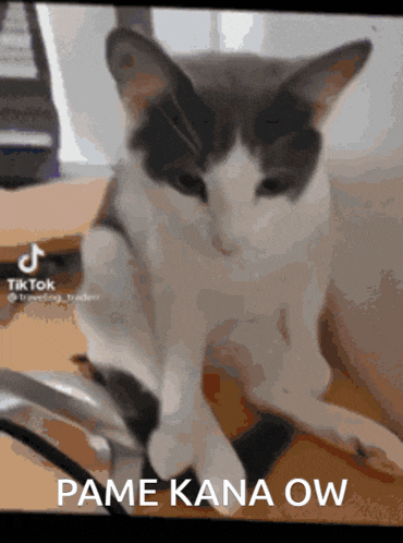 a black and white cat sitting on a desk with the caption " pame kana ow " on the bottom