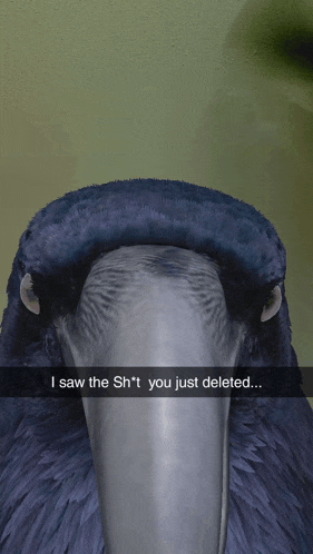 a picture of a bird with a caption that says " i saw the sh * t you just deleted "