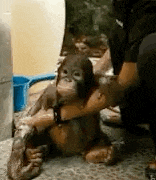 a monkey is sitting on a person 's lap and being bathed .