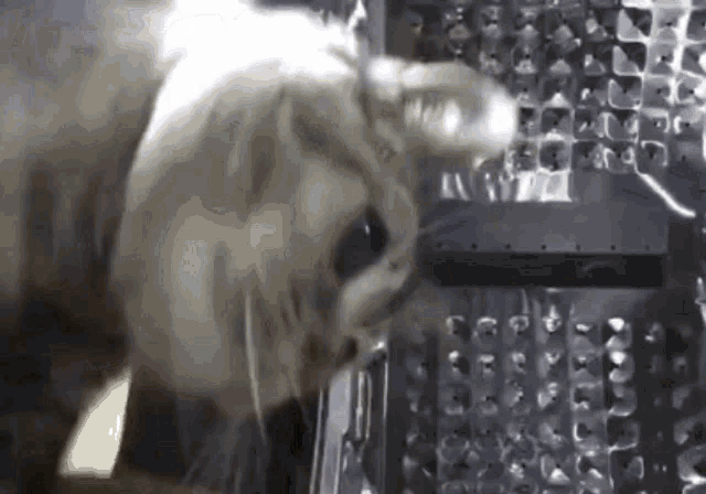 a cat is playing in a washing machine with a bottle in it
