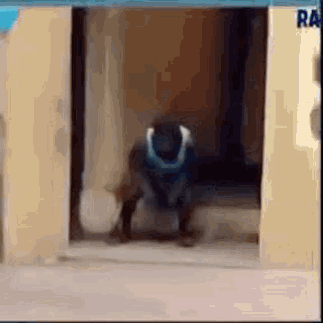a man is kneeling down in front of a door holding a ball .