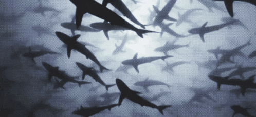 a large flock of sharks are swimming in the ocean