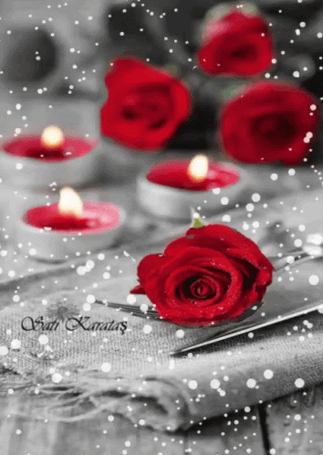 Rose Flowers GIF - Rose Flowers Snow GIFs