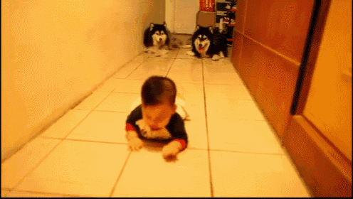 Baby Teaches Dogs To Army Crawl GIF - Pet Copying Mimicking GIFs