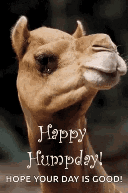 a camel with the words happy humpday hope your day is good on it 's face .