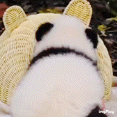 Cute Panda Sleepy GIF - Cute Panda Sleepy Baby Panda GIFs