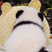 a close up of a stuffed animal that looks like a panda bear