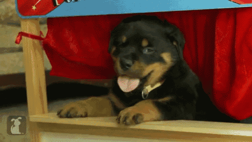 a rottweiler puppy is sticking its tongue out while laying under a red curtain