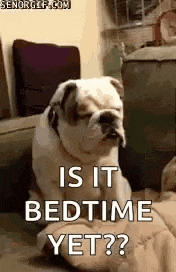 a bulldog is sitting on a couch with its eyes closed and asking is it bedtime yet ?