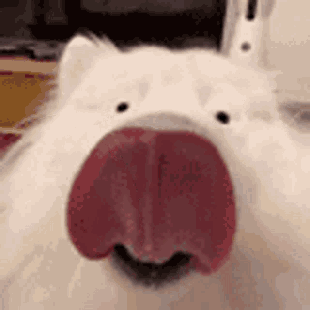 a close up of a white dog with a red tongue sticking out .
