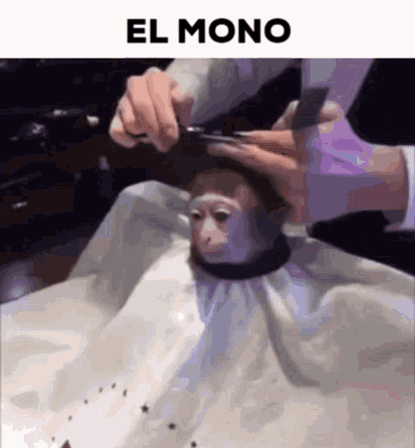 El Mono El Mono Haircut GIF - El Mono El Mono Haircut Monke Haircut GIFs