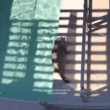 a cat is jumping into a pool with the hashtag nekoneko898 on the bottom