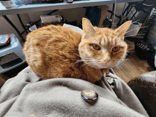 a cat is sitting on a person 's lap and looking at the camera with a button in the foreground