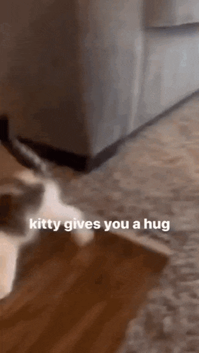 a cat is standing on a wooden floor in a living room .