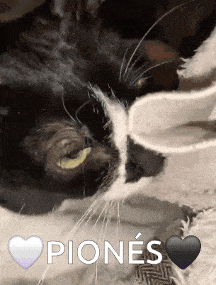 a close up of a black and white cat with a heart and the word piones on it