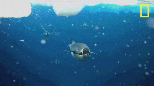 Swimming National Geographic GIF