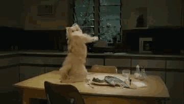 a cat is standing on its hind legs on a kitchen table
