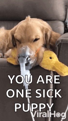 a dog is laying on a couch with an oxygen mask on its face .