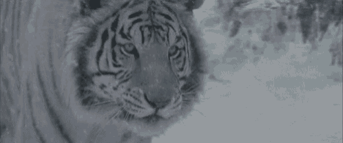 a close up of a white tiger standing in the snow looking at the camera .