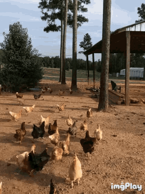 Chickens Chasing GIF - Chickens Chasing Feeding Time GIFs