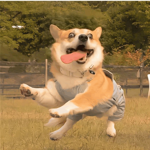 Dog Funny GIF - Dog Funny Jumping GIFs