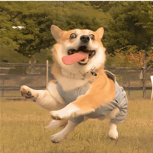 a dog wearing blue overalls is jumping in the air with its tongue out