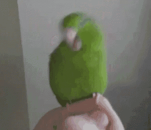a green parrot is sitting on top of a person 's hand .