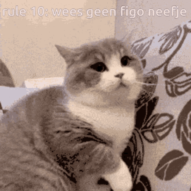 Figo Dimdem GIF - Figo Dimdem Cat Love GIFs