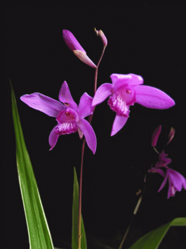 Love Orchid GIF