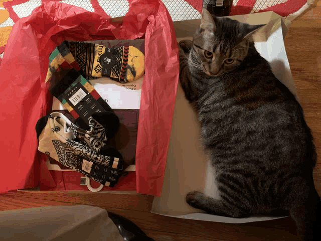 a cat is laying in a box with a pair of socks that says ' socks ' on them