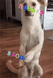 a dog standing on its hind legs with the word bacool written on its paws