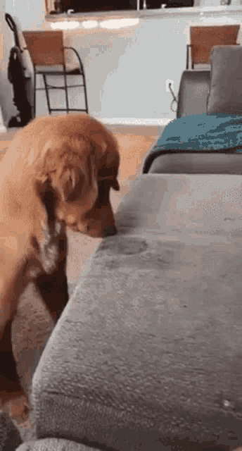 a dog is standing on a couch in a living room sniffing it .
