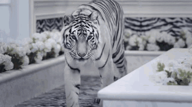 a white tiger is walking across a marble floor in a room .