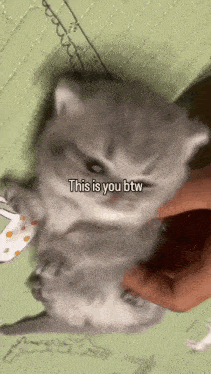 a person is petting a kitten that says this is you btw on the bottom