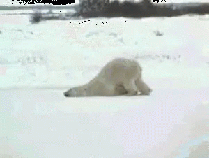 Polarbear Lazy GIF - Polarbear Lazy Sleepy GIFs