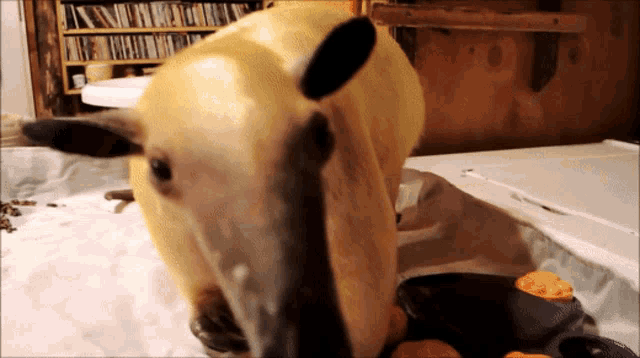 a sheep is laying on a table with a bookshelf in the background