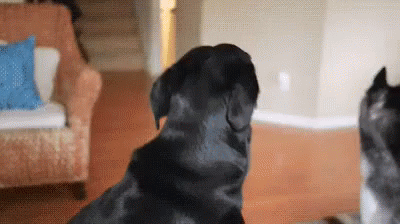 Dramatic Doghamster GIF - Dog Look Alert GIFs