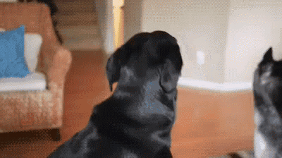 two dogs are standing next to each other in a living room and one is looking at the camera .