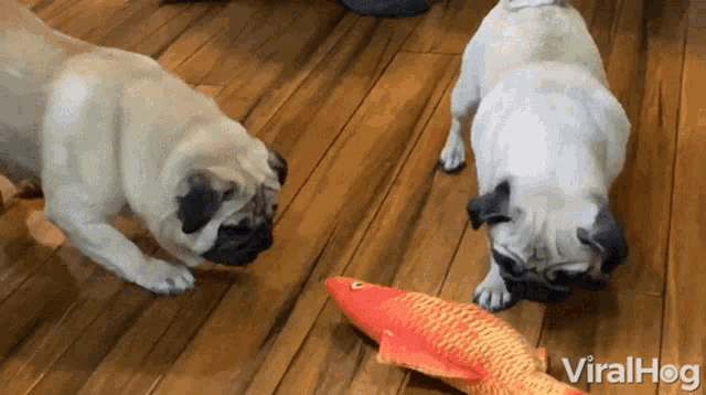 two pugs are playing with a toy fish and the words viralhog are on the bottom of the image