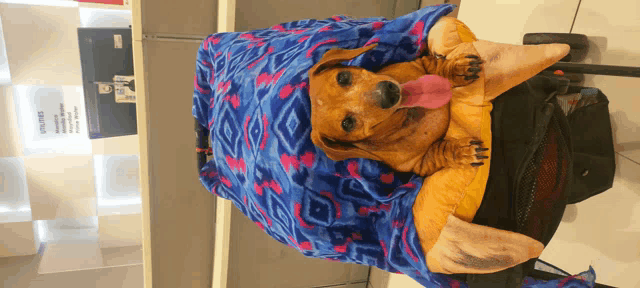 a dachshund is wrapped in a blue blanket
