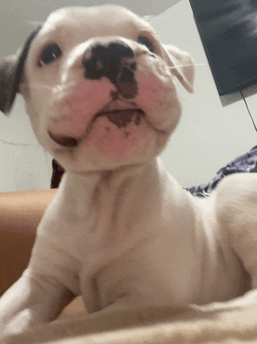a white puppy with a black nose is laying down on a bed