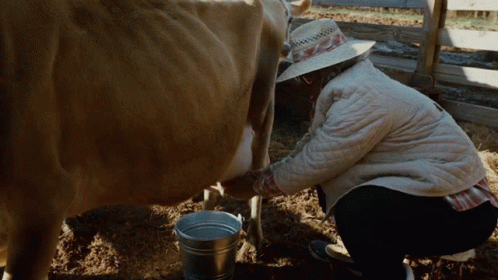 Milking Cow GIF - Milking Cow Udders GIFs